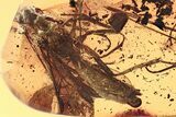 Two Large Detailed Fossil Spider Wasps (Pompilidae) In Baltic Amber #315523-2